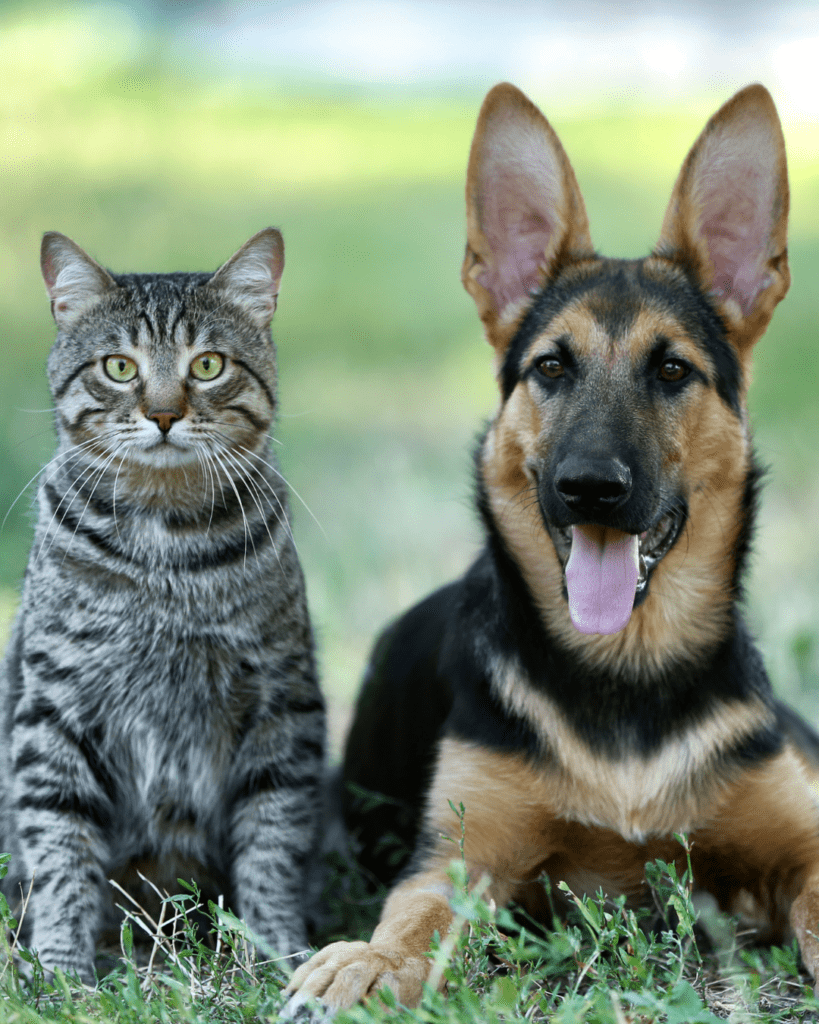 Cachorro e gato juntos