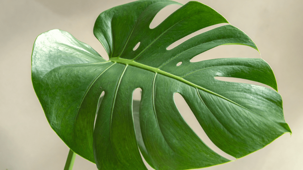 imagens matérias 2026 01 01t192659.067