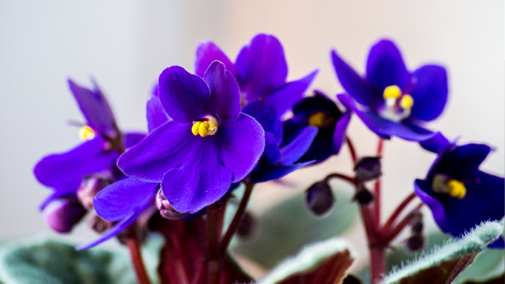 imagens matérias 2026 01 01t192821.533