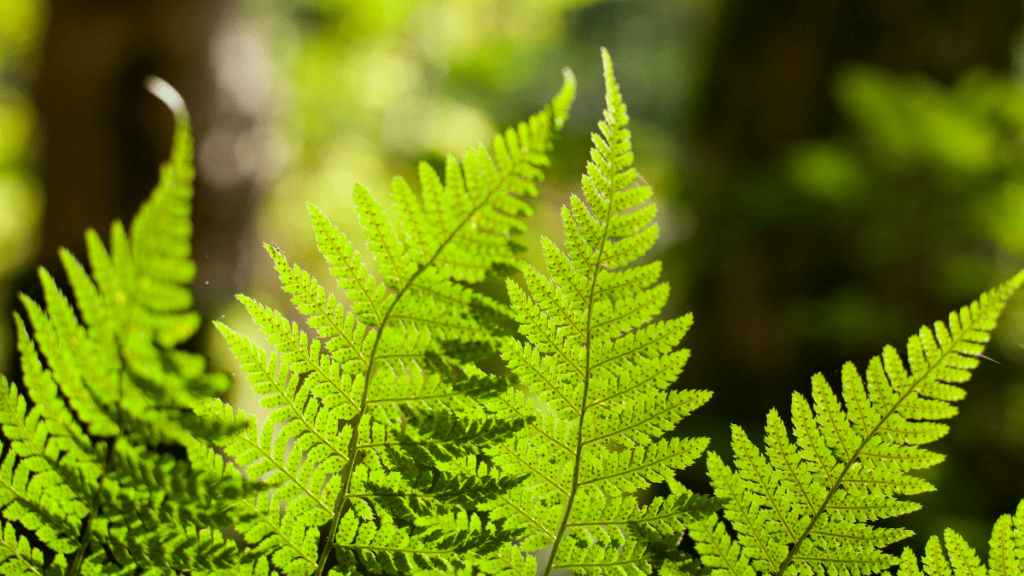 imagens matérias 2026 01 01t193006.349