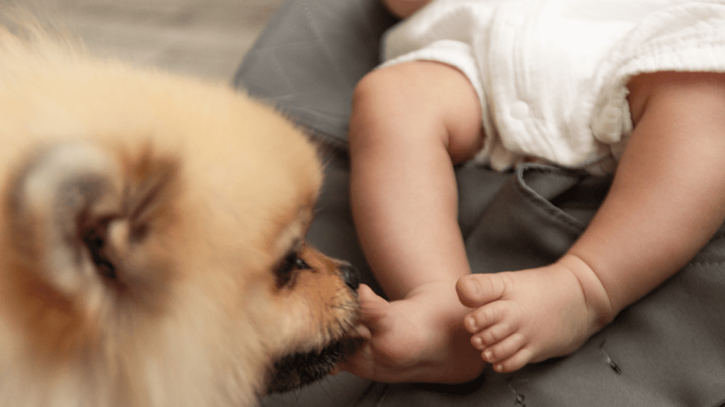 como cuidar de pet e bebê ao mesmo tempo
