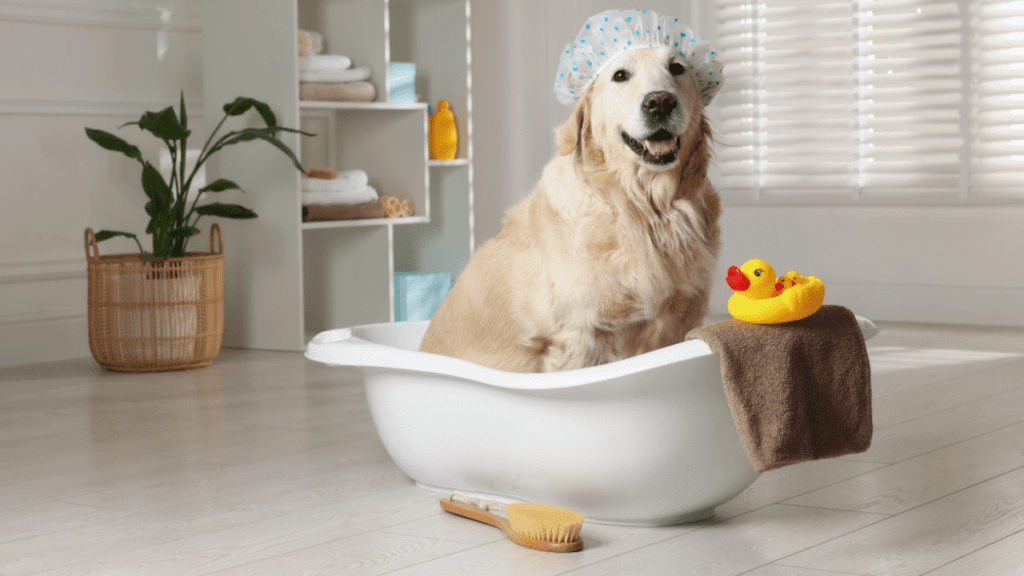 banho no cachorro