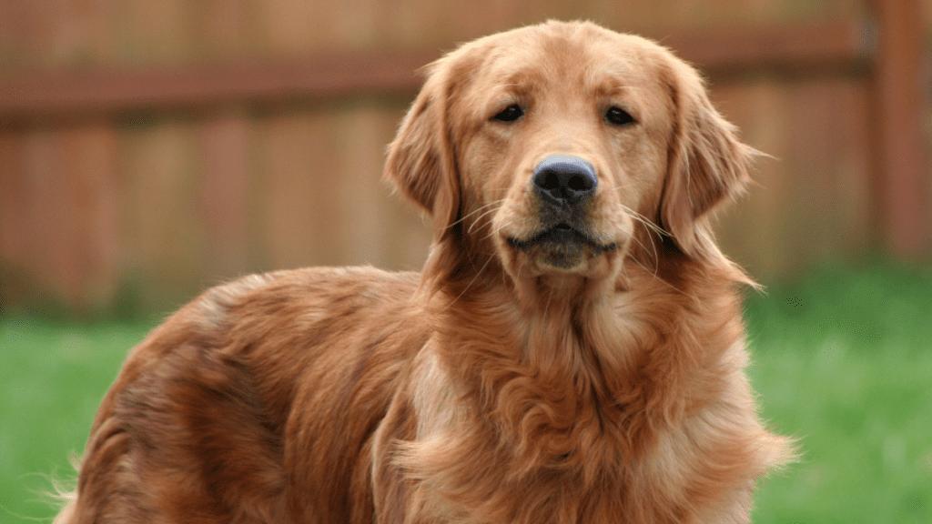 golden retriever